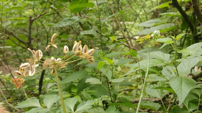 Arracacia atropurpurea, photographed by Liliana Ramírez-Freire