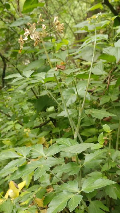 Arracacia atropurpurea, photographed by Liliana Ramírez-Freire