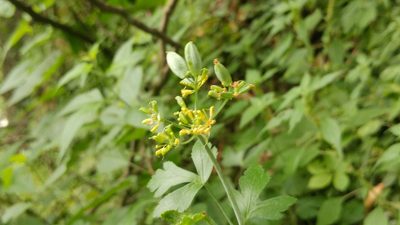 Arracacia atropurpurea, photographed by Liliana Ramírez-Freire