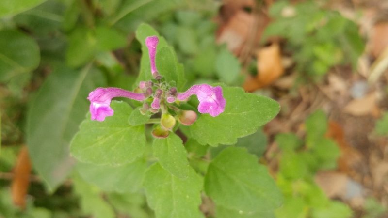 Scutellaria seleriana, photographed by Liliana Ramírez-Freire