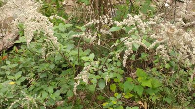 Iresine orientalis, photographed by Liliana Ramírez-Freire