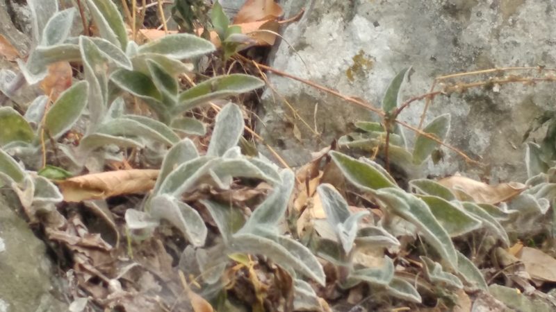 Tradescantia sillamontana, photographed by Liliana Ramírez-Freire