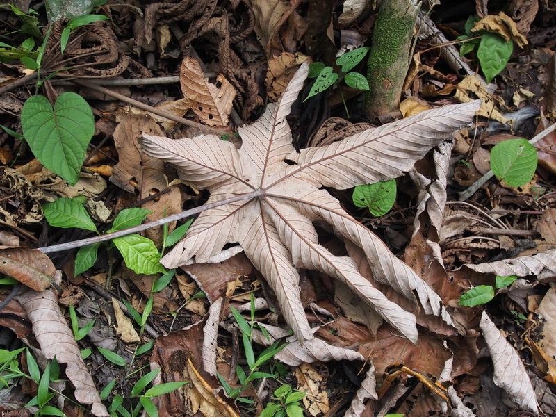 Cecropia insignis, photographed by Lena Struwe
