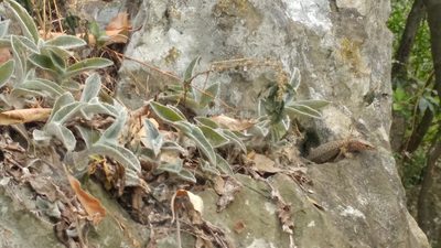 Tradescantia sillamontana, photographed by Liliana Ramírez-Freire