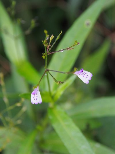 Dianthera comata, photographed by Lena Struwe