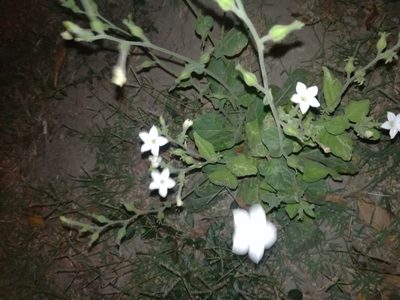 Nicotiana repanda, photographed by Francisco Martínez González