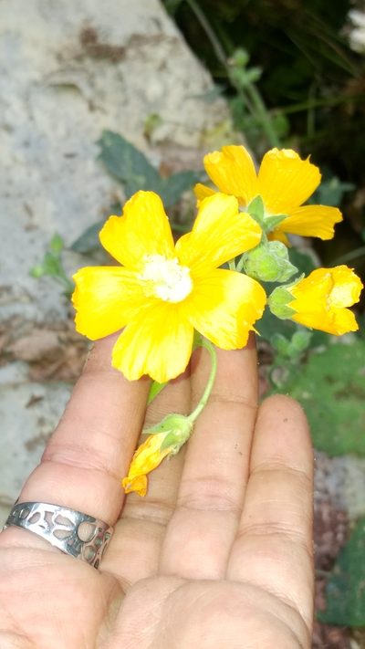 Anoda leonensis, photographed by Liliana Ramírez-Freire