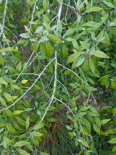 Morisonia incana, photographed by johnyochum