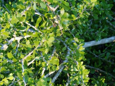 Schaefferia cuneifolia, photographed by johnyochum
