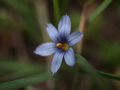 Sisyrinchium idahoense, photographed by Kirill Ignatyev