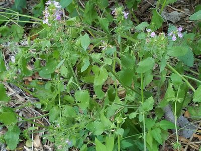Stachys drummondii, photographed by johnyochum