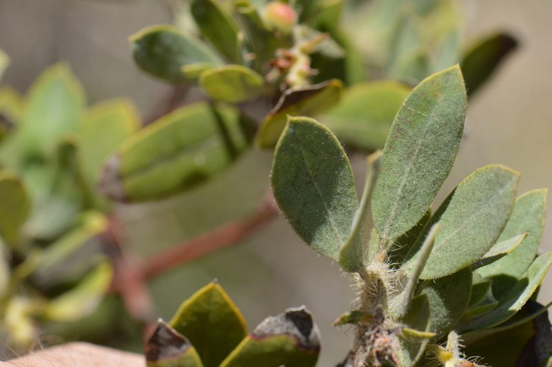 Arctostaphylos nortensis, photographed by David Anderson