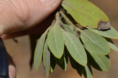 Arctostaphylos nortensis, photographed by David Anderson