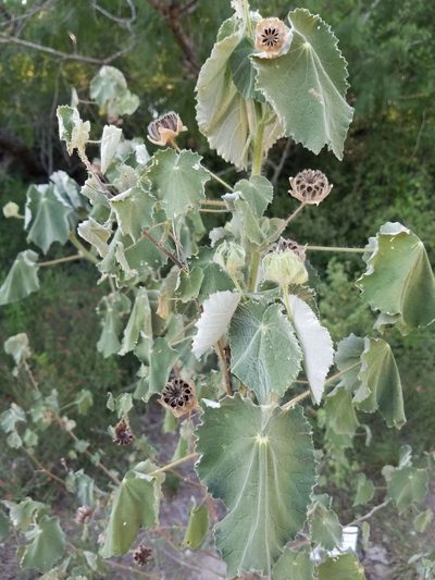 Abutilon hulseanum, photographed by johnyochum