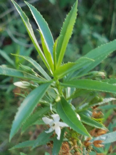 Capraria mexicana, photographed by johnyochum