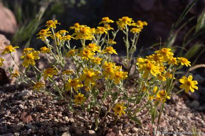 Eriophyllum ambiguum, photographed by Tim Messick