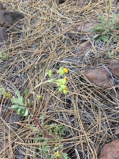 Packera quercetorum, photographed by Mike Dechter