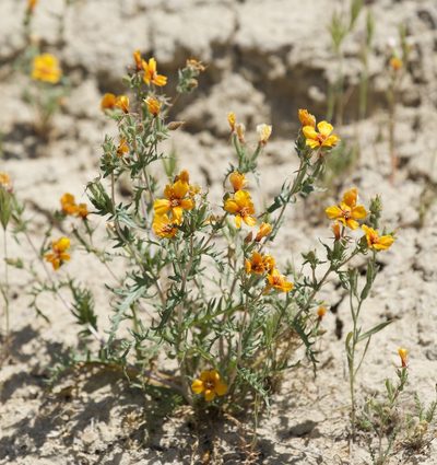 Mentzelia pectinata, photographed by Allison Gong