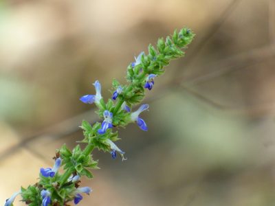 Salvia xalapensis, photographed by Oscar Marín