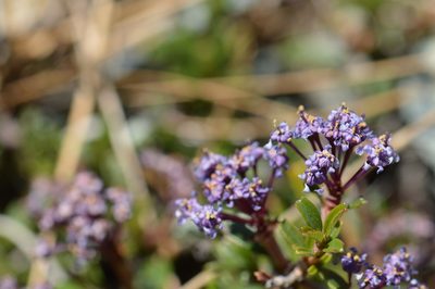 Ceanothus pumilus, photographed by David Anderson