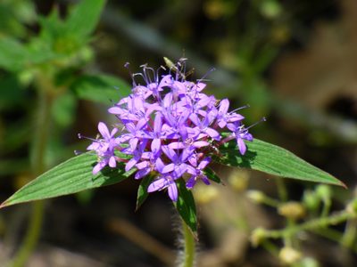 Crusea hispida, photographed by Oscar Marín