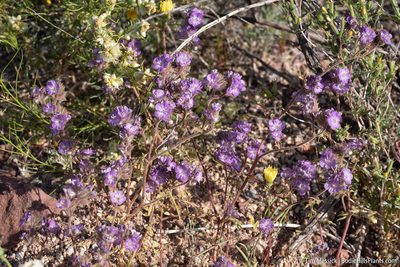 Phacelia vallis-mortae, photographed by Tim Messick