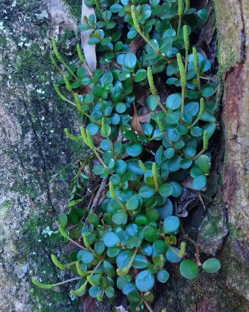 Peperomia subretusa, photographed by Edson Luis Fabro Gasperin