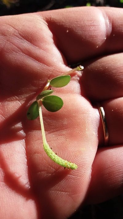 Peperomia subretusa, photographed by Edson Luis Fabro Gasperin