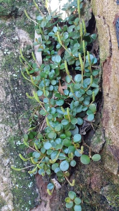 Peperomia subretusa, photographed by Edson Luis Fabro Gasperin