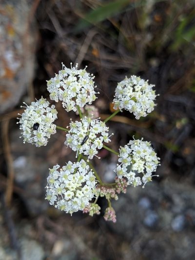 Perideridia pringlei, photographed by Alex Heyman