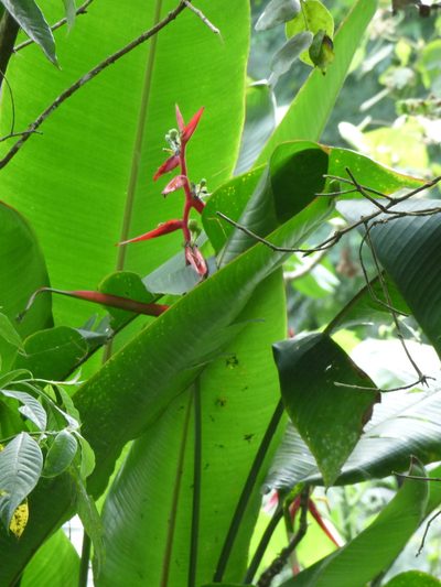 Heliconia schiedeana, photographed by Oscar Marín