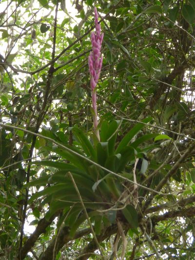 Tillandsia lucida, photographed by Oscar Marín