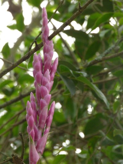 Tillandsia lucida, photographed by Oscar Marín