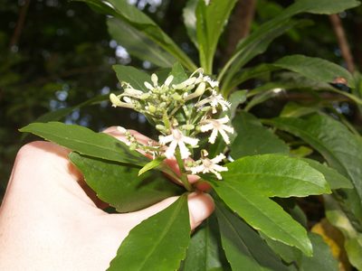 Scaevola floribunda, photographed by Samuel Brown