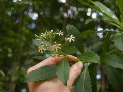 Scaevola floribunda, photographed by Samuel Brown