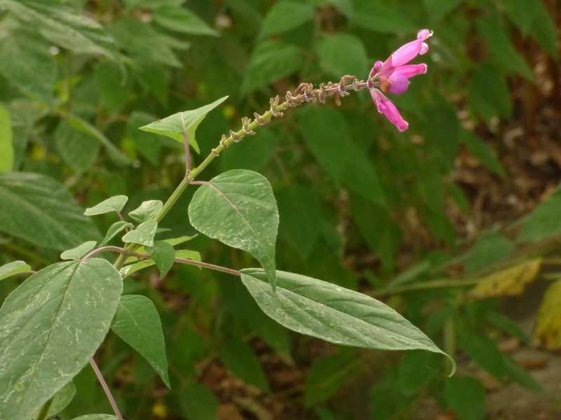 Salvia involucrata, photographed by Oscar Marín