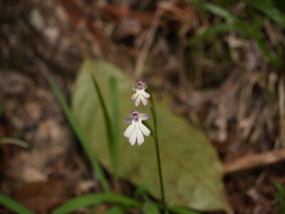 Cynorkis fastigiata, photographed by Samuel Brown