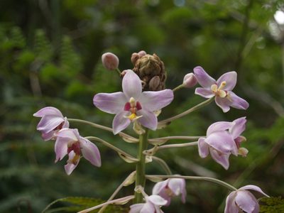 Spathoglottis pacifica, photographed by Samuel Brown