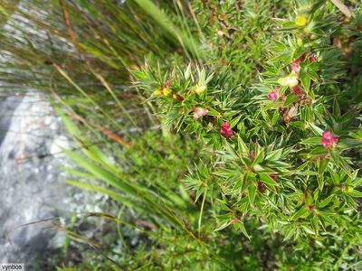 Cliffortia theodori-friesii, photographed by Chris Vynbos