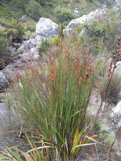 Platycaulos major, photographed by Chris Vynbos