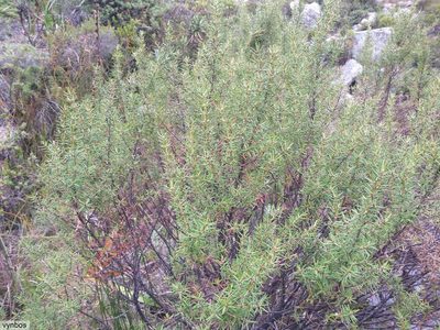 Grubbia rosmarinifolia, photographed by Chris Vynbos