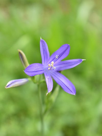 Ixiolirion tataricum, photographed by Kudaibergen Amirekul
