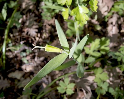 Fritillaria pontica, photographed by katunchik
