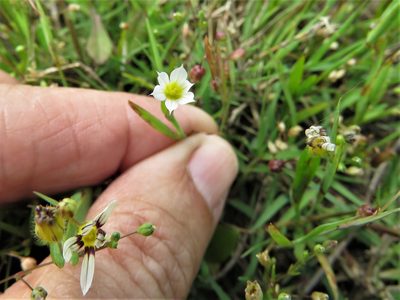 Sisyrinchium minus, photographed by Annika Lindqvist