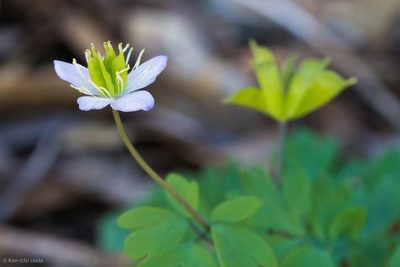 Enemion occidentale, photographed by Ken-ichi Ueda