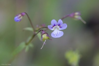 Tonella tenella, photographed by Ken-ichi Ueda