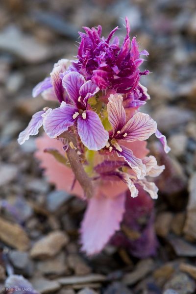 Streptanthus callistus, photographed by Ken-ichi Ueda