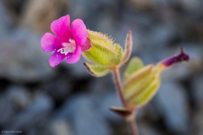 Diplacus bolanderi, photographed by Ken-ichi Ueda
