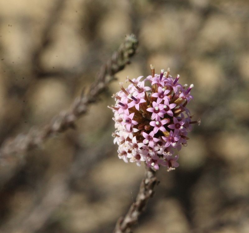 Stoebe fusca, photographed by Cecile Roux