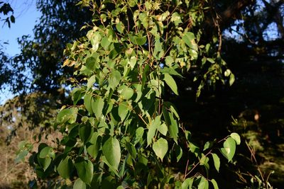 Eucalyptus obliqua, photographed by Jon Sullivan